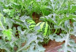 网格瓜怎么熟得快点吃,速享美味新体验