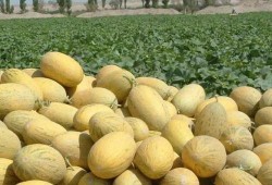 吃瓜库尔勒,探寻库尔勒的独特魅力