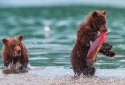 吃瓜小熊白鲸,揭秘海洋中的趣味生活