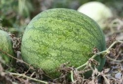 吃瓜青年图片大全