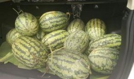 吃瓜有趣的灵魂,探寻那些有趣灵魂的吃瓜故事