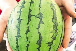 中国的吃瓜事件,网络舆论场上的狂欢与反思