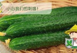 佳煮吃瓜,揭秘美食背后的趣味故事