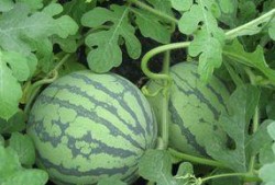 孕妇可以吃紫瓜