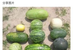 淘宝头像吃瓜,揭秘网络红人的神秘面纱