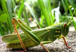 蝈蝈吃方瓜,自然界的和谐共生