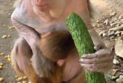 吃蜜瓜的猴,自然界的甜蜜邂逅