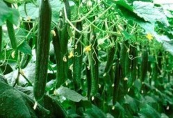 干大瓜怎么吃,解锁美味新境界