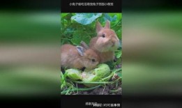 会吃瓜的兔,揭秘动物界的“美食评论家”