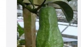 吃瓜一族,吃瓜一族带你领略明星幕后故事