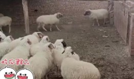 羊崽吃瓜,一场与自然的亲密邂逅