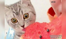 猫喜欢吃瓜,揭秘瓜类在猫饮食中的独特魅力