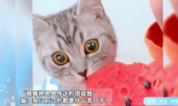 找猫吃瓜,一场关于美食与友情的吃瓜大戏