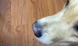 给狗子吃瓜公众号,揭秘狗狗吃瓜的乐趣与营养