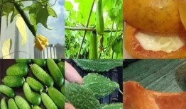 跟着吃瓜烙用语,跟随吃瓜烙，解锁娱乐圈最新瓜事