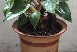 花吃小王瓜,探寻民间美食的独特魅力