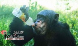 猩爷吃瓜,揭秘娱乐圈那些不为人知的幕后故事