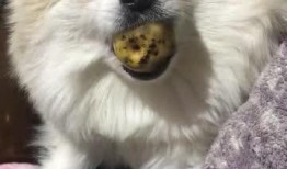 网上吃瓜的小胖,揭秘网络热点背后的故事