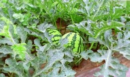 网格瓜怎么熟得快点吃,速享美味新体验