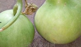 国内吃瓜网群,热门话题背后的真相与笑料