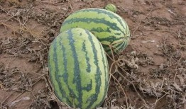 吃瓜小弯弯,网络红人的崛起与影响力