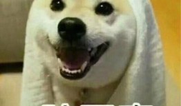 搞笑吵架吃瓜,一场搞笑吵架引发的吃瓜盛宴