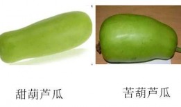 葫芦瓜小狗可以吃吗