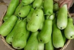 吃生葫芦瓜视频,视频揭秘家常烹饪新宠