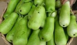 吃生葫芦瓜视频,视频揭秘家常烹饪新宠