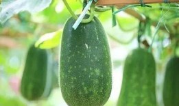 春太瓜怎么吃,解锁美味新体验