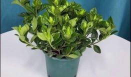 花吃小王瓜,探寻民间美食的独特魅力