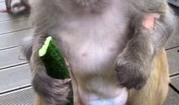 猴子吃瓜反思,从动物行为看人性反思