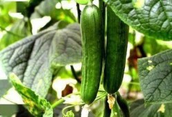 尿酸高可以吃高瓜丝炒肉,高瓜丝炒肉，美味又健康的选择