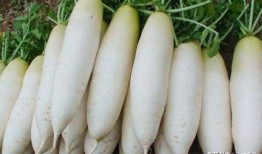 萝卜吃瓜网,揭秘网络世界的趣味与真相