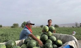 东昌湖吃瓜,尽享清凉夏日时光