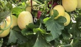 安徽界首吃瓜事件,一场网络热议背后的真相与反思