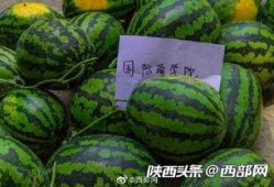 吃瓜自由地,吃瓜自由背后的真相与争议