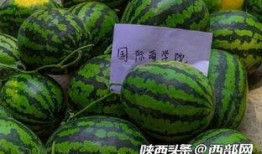 吃瓜自由地,吃瓜自由背后的真相与争议