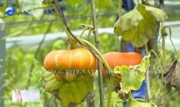 圈炉吃瓜,揭秘娱乐圈背后的故事与真相