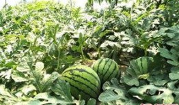 扬州人民吃瓜,品味扬州人民的夏日美食风情