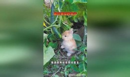 会吃瓜的兔,揭秘动物界的“美食评论家”