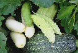 黄堤吃瓜,揭秘瓜界新宠的传奇故事