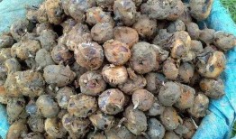 吃荸荠可以吃角瓜吗,同食相宜的健康搭配探索