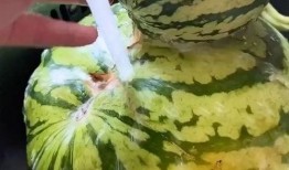 吃嫩瓜视频搞笑,吃嫩瓜视频欢乐无限