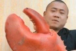 中年大叔直播吃瓜,揭秘娱乐圈幕后真相