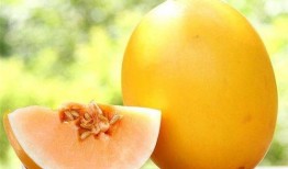 春天吃蜜瓜好吗,春季养生佳品，甜蜜滋味润心脾