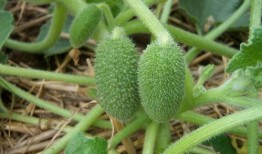 可以吃的喷瓜,探索天然喷香果实的独特风味