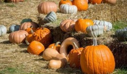 梧桐吃瓜位,吃瓜群众的热议焦点