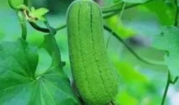 秋后吃三瓜是那三瓜,揭秘“秋后吃三瓜”的神奇功效