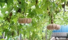 梦见菜园里吃瓜,菜园瓜香，味蕾之旅